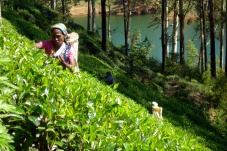 Adam's Peak