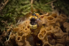 Universum: Hummeln - Bienen im Pelz