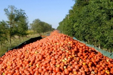 Universum: Triumph der Tomate