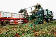 Universum: Triumph der Tomate