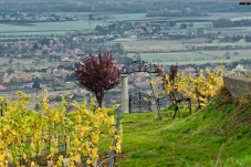 Weingut & Gästehaus Rosenberger