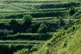 Weingut Sepp Moser