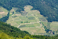 Naturpark & Warte Jauerling