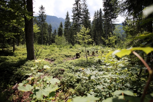 Hochmoor Leckermoos