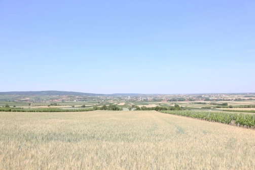 Kellergasse Öhlberg Pillersdorf