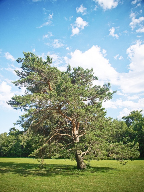 Golfclub Wienerwald