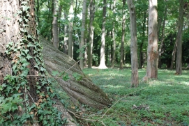 Schlosspark Laxenburg