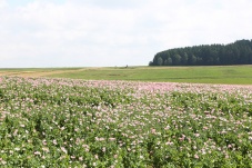 Marktgemeinde Grafenschlag