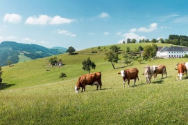 St. Georgen in der Klaus