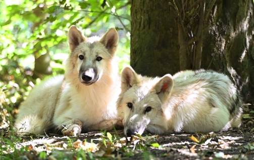 Wolf Science Center Ernstbrunn
