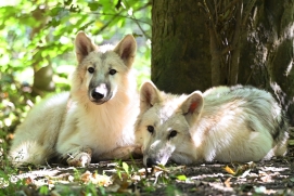 Wolf Science Center Ernstbrunn
