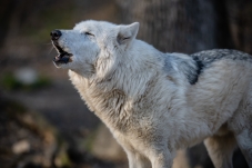 Wolf Science Center Ernstbrunn