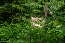 Wolf Science Center Ernstbrunn
