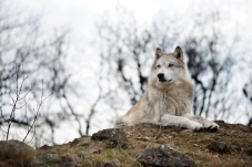 Wolf Science Center Ernstbrunn