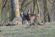 Wolf Science Center Ernstbrunn