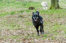 Wolf Science Center Ernstbrunn