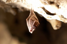 Hermannshöhle