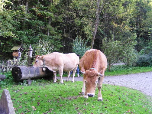 Biohof Lueg