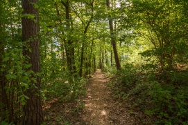 Kraftweg Forst Maria Laach