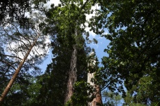 Mammutbäume Paudorf