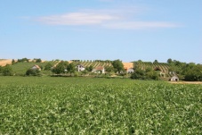 Kellergasse Zwingendorf