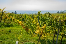 Kellergasse Feuersbrunn & Weingut Öhlzelt