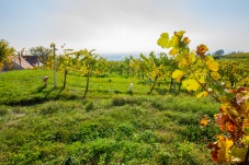 Kellergasse Feuersbrunn & Weingut Öhlzelt