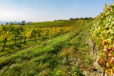 Kellergasse Feuersbrunn & Weingut Öhlzelt