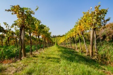 Kellergasse Feuersbrunn & Weingut Öhlzelt