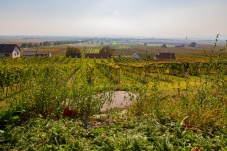 Kellergasse Feuersbrunn & Weingut Öhlzelt