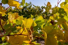 Kellergasse Feuersbrunn & Weingut Öhlzelt