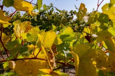 Kellergasse Feuersbrunn & Weingut Öhlzelt