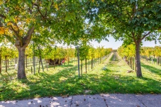 Kellergasse Feuersbrunn & Weingut Öhlzelt