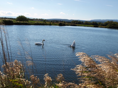 Schönauer Teich