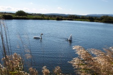 Schönauer Teich