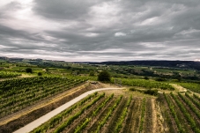 WEINWEG Langenlois