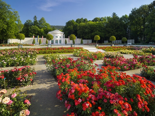 Rosarium im Dobelhoffpark