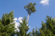 Heidenreichsteiner Moor