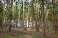 Heidenreichsteiner Moor