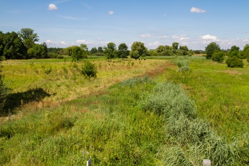 Aulandschaft March-Thaya-Auen