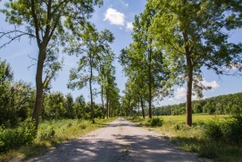 Aulandschaft March-Thaya-Auen