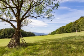 Dianawiese Naturpark Sparbach