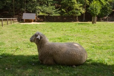 Freigehege - Tierbegegnungen Naturpark Sparbach