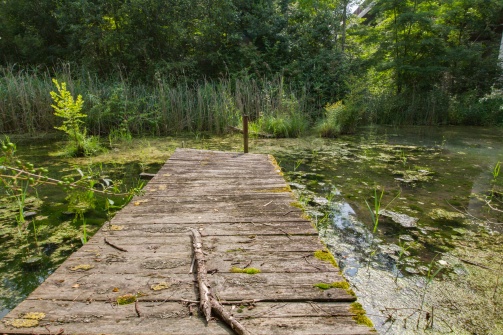 Auenlandschaft Donaudorf