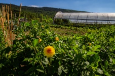 Schaugarten Land und Garten Bognerhof