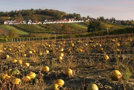 Kellerberg Wildendürnbach/Galgenberg