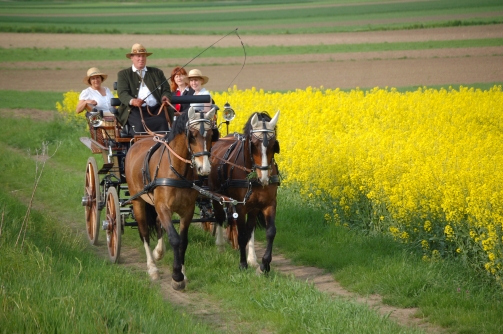 Weinviertler Kutschenfahrbetrieb