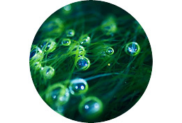 ONLINE NOW: ERSTER GREEN FILMING REPORT ÖFI