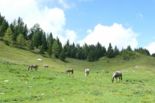 Radetzkys berühmte Nachbarn - Die Lipizzaner am Heldenberg