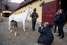 Radetzkys berühmte Nachbarn - Die Lipizzaner am Heldenberg